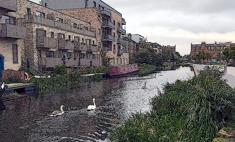 Swans and three signets swimming along a canal 