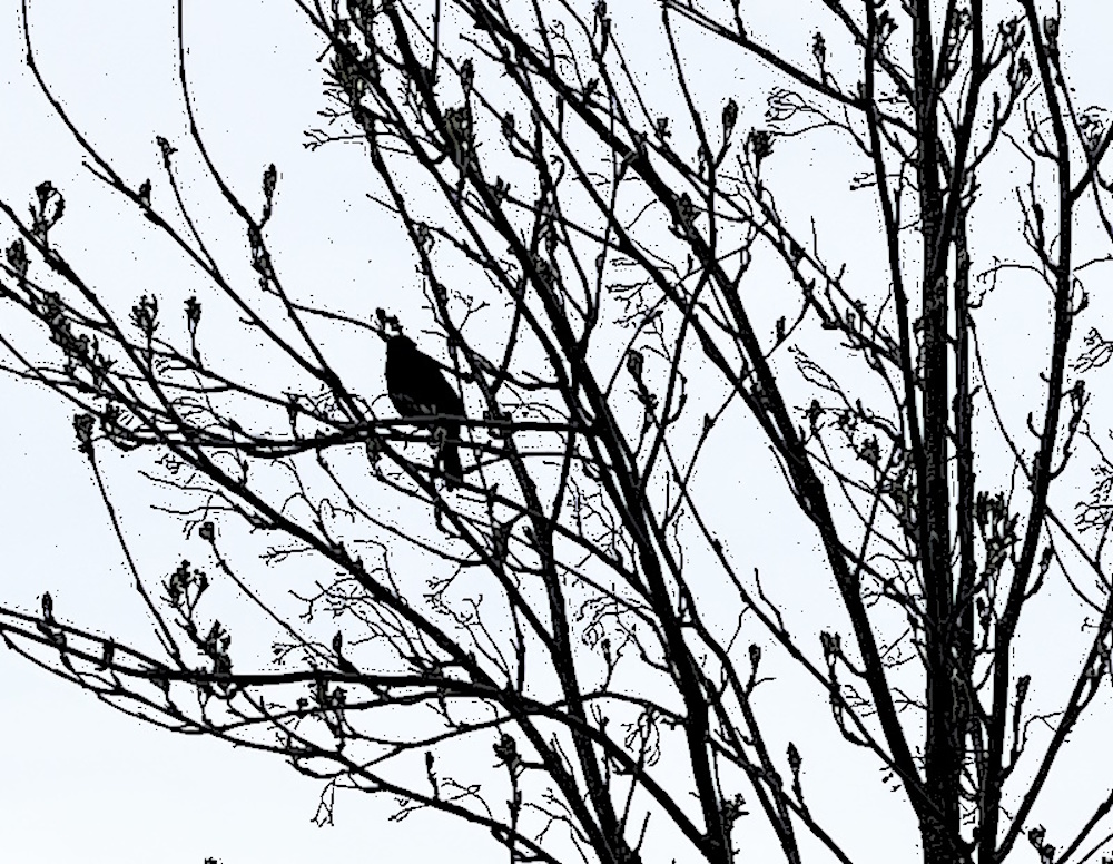 Blackbird in a tree