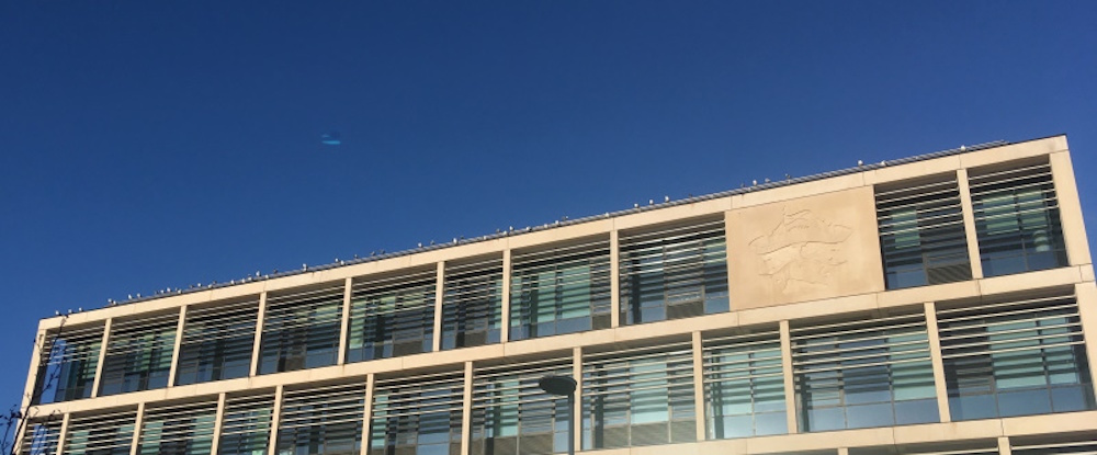 Black headed gulls lined up on a roof 