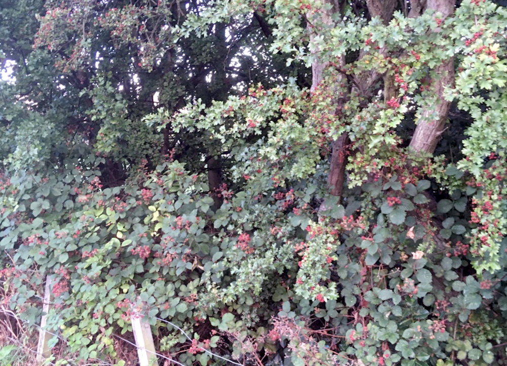 bramble bushes loaded with fruit