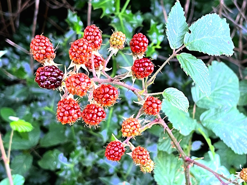 Bramble berries ripening