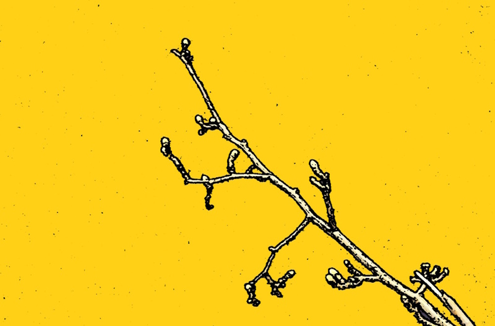 A branch with buds posterized 