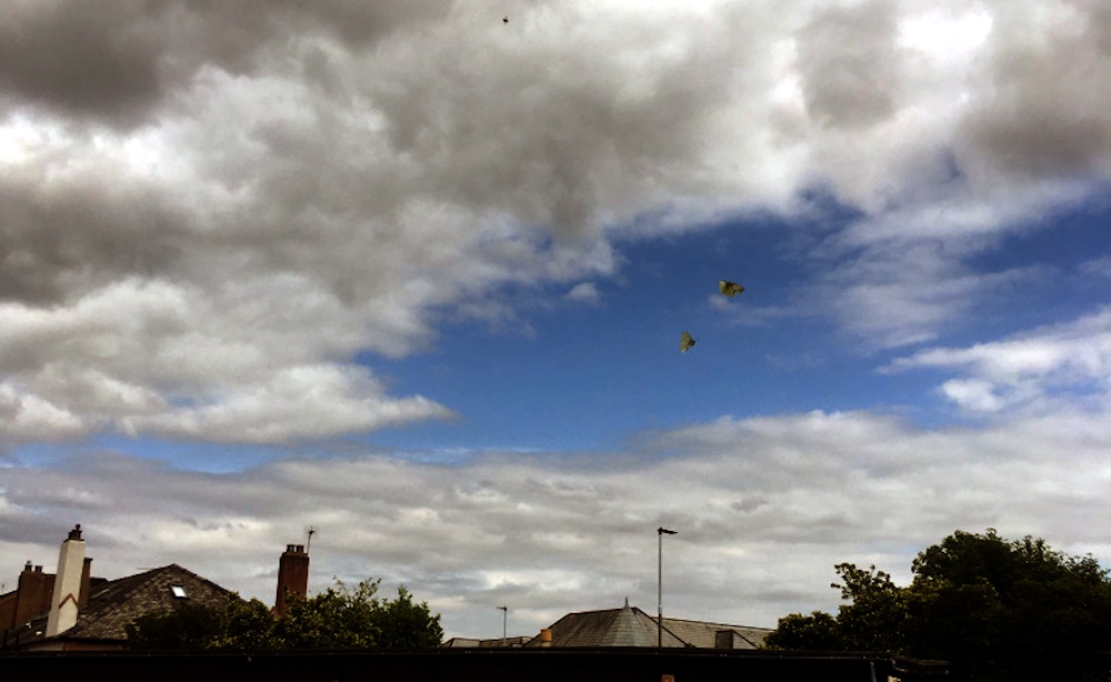 Two Green-veined whites butterflies in a cloudy sky
