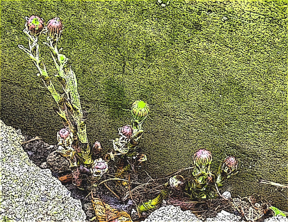 Colts-feet growing by a wall