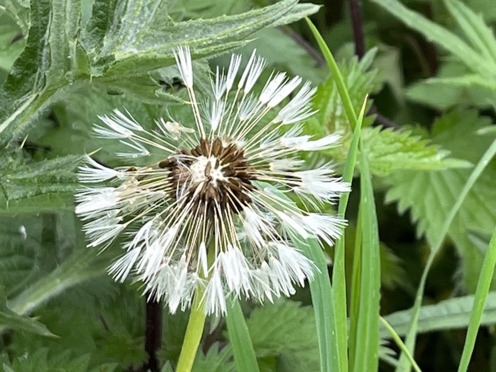 Damp dandelion seed head