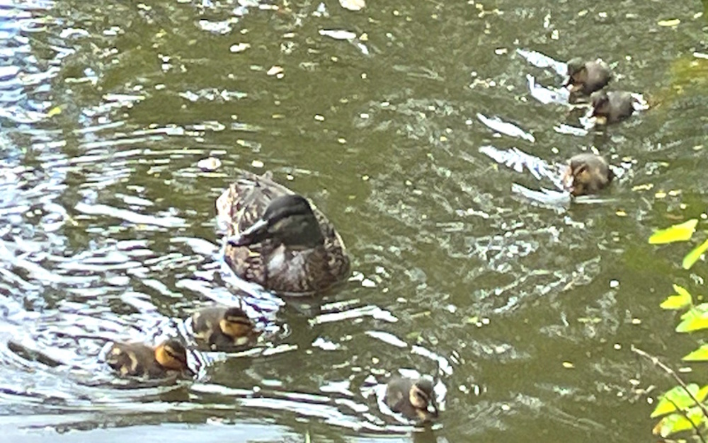 Ducklings in the water