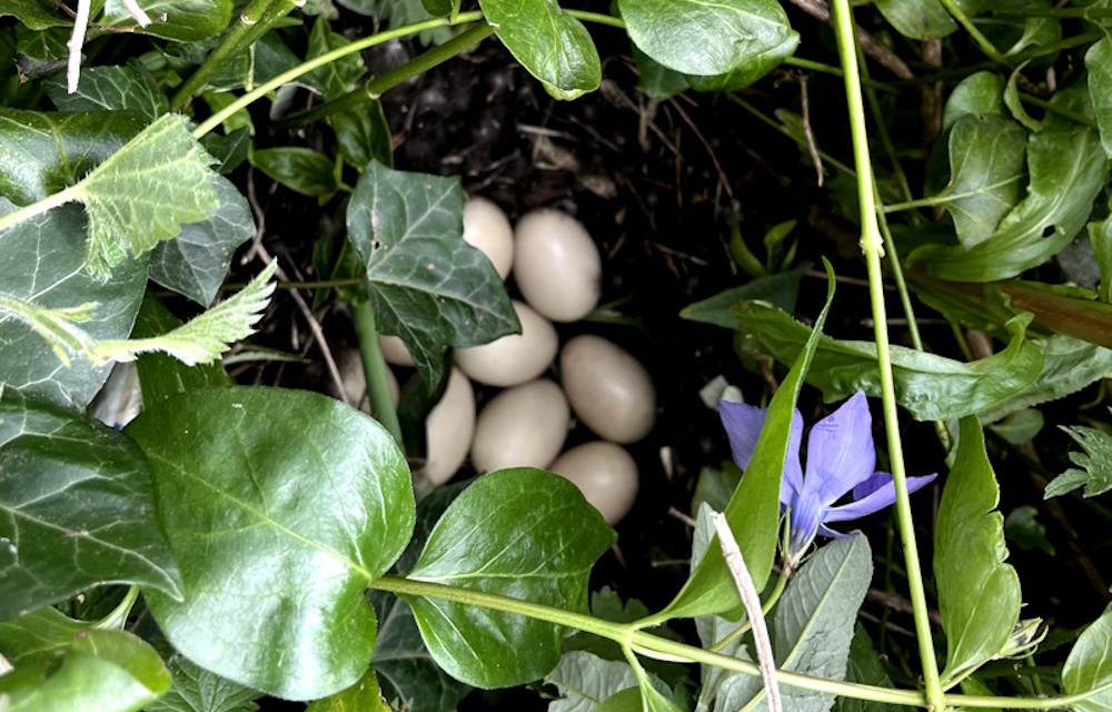 Duck eggs in undersgrowth