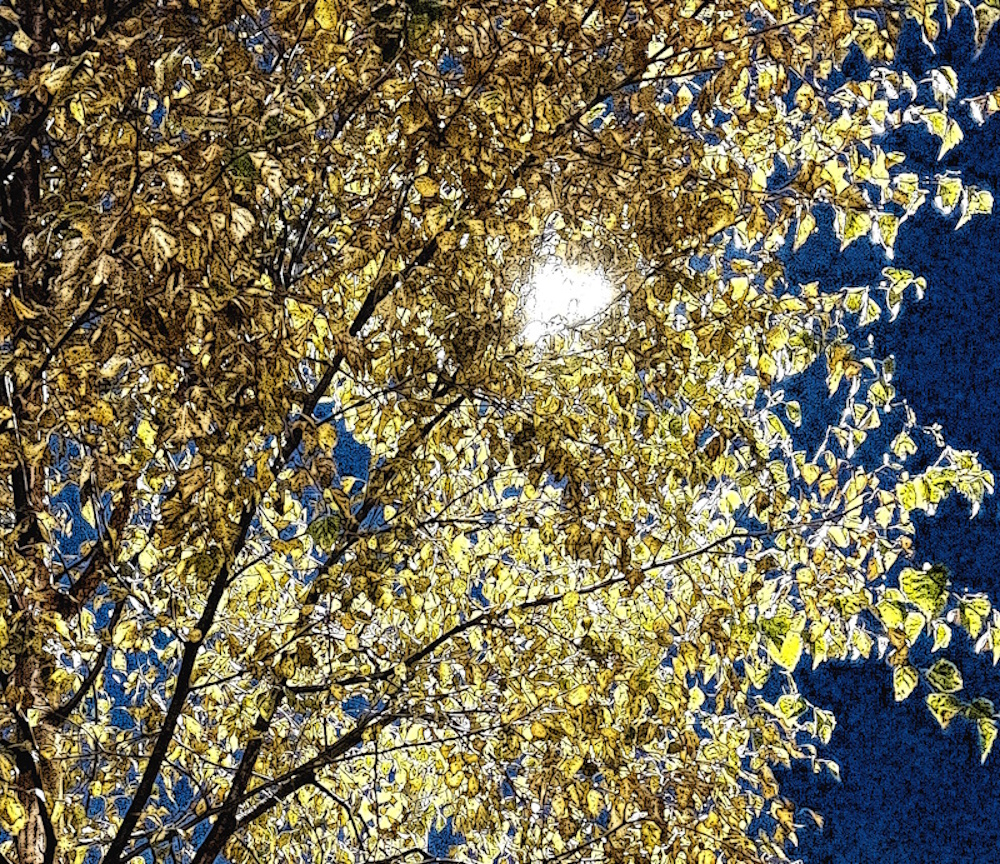 Streetlight shining through the leaves of a tree