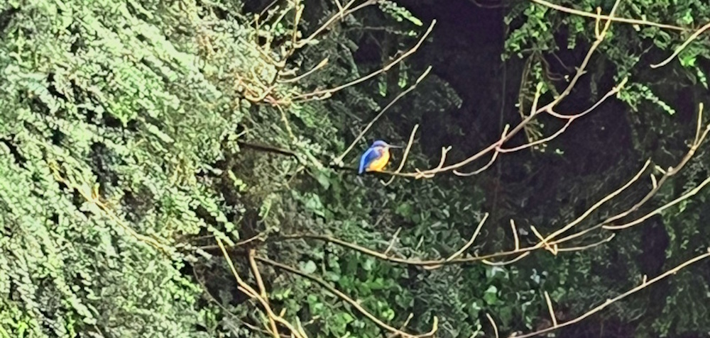 A kingfisher on a branch