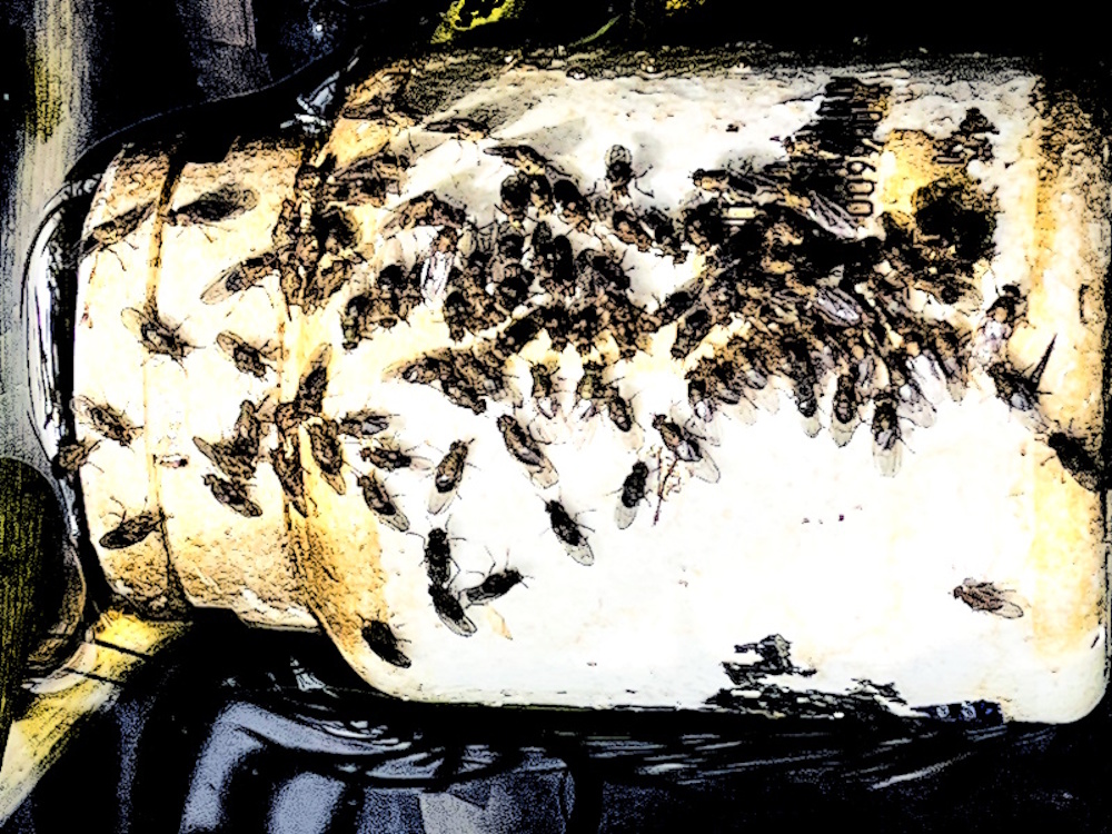 Flies on a plastic bottle floating in water