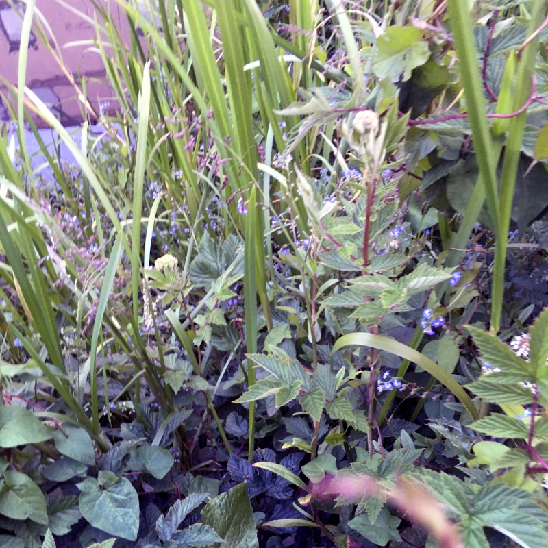 Various plants growing in a canal. Some of which may have been Forget-me-nots