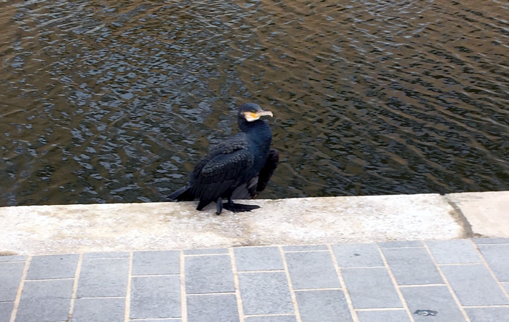 A Cormorant on the Union canal towpath 
