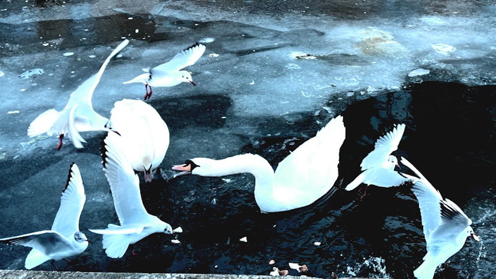 Swans and Black headed gulls