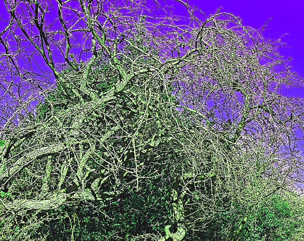 a hedgerow 