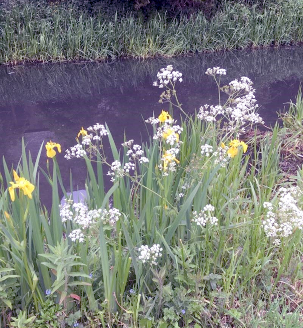 Irises growing in the canal