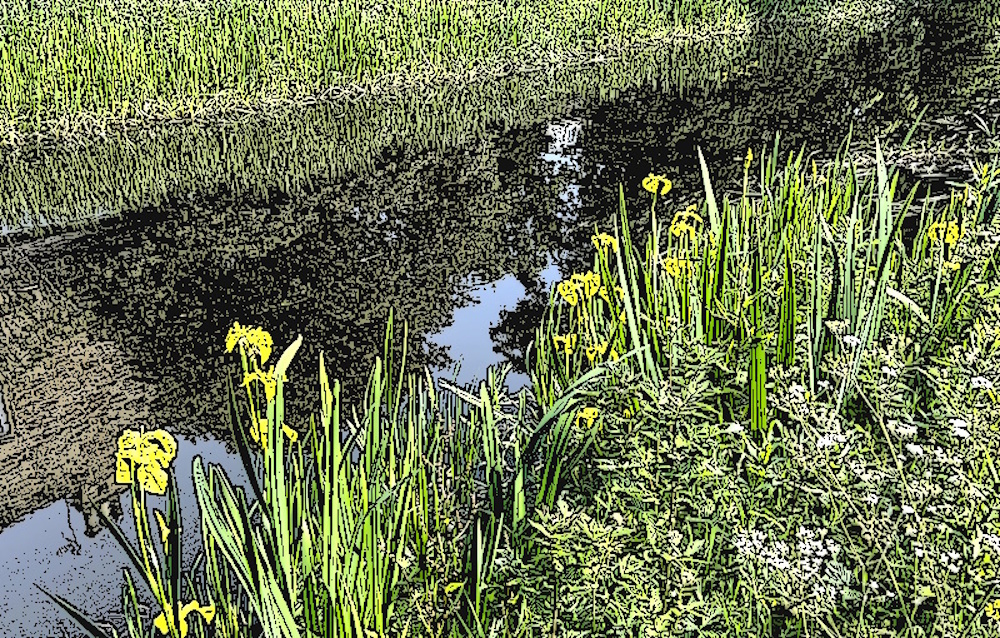 irises growing on a canal bank