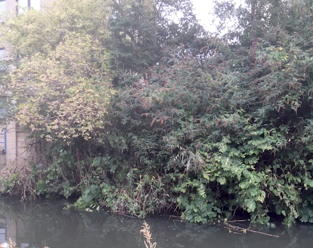 trees hanging over a canal.