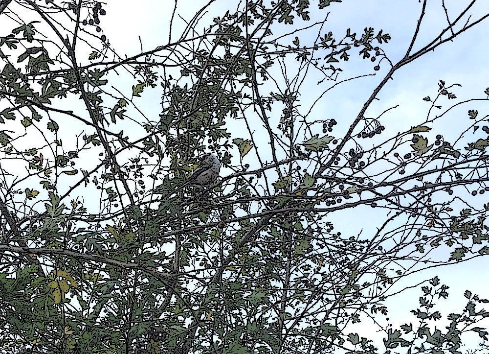 Long tailed tit in a tree 