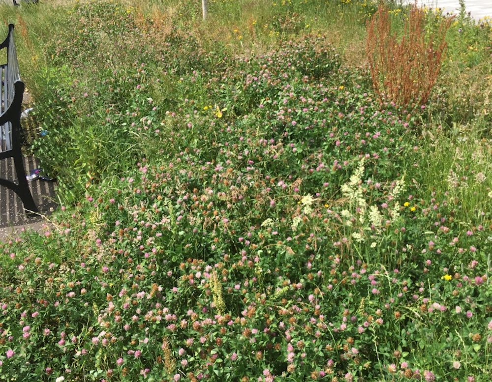 A wildflow meadow of clover and various grasses