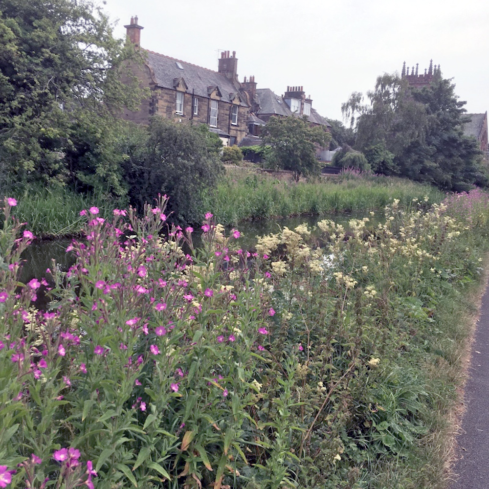Meadowsweet and Willow herb growing by a canal
