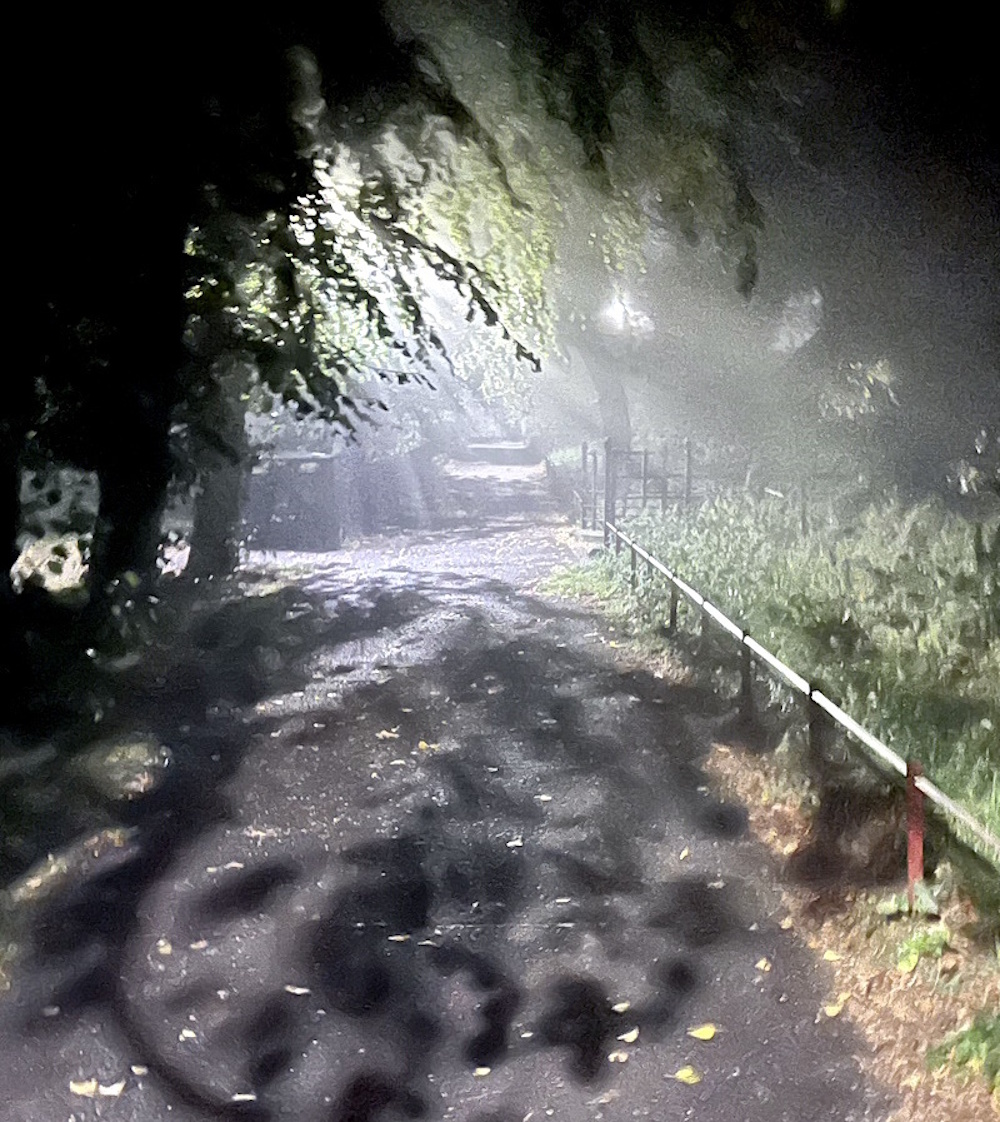 misty morning in the park