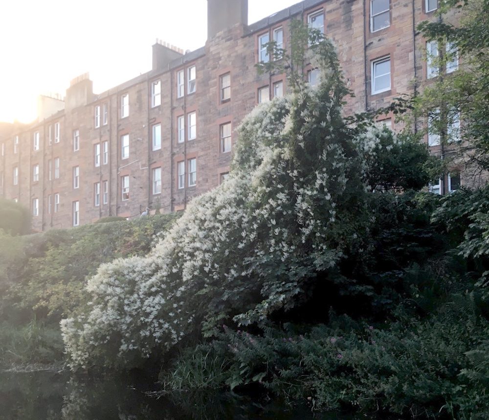 A large tree by the canal