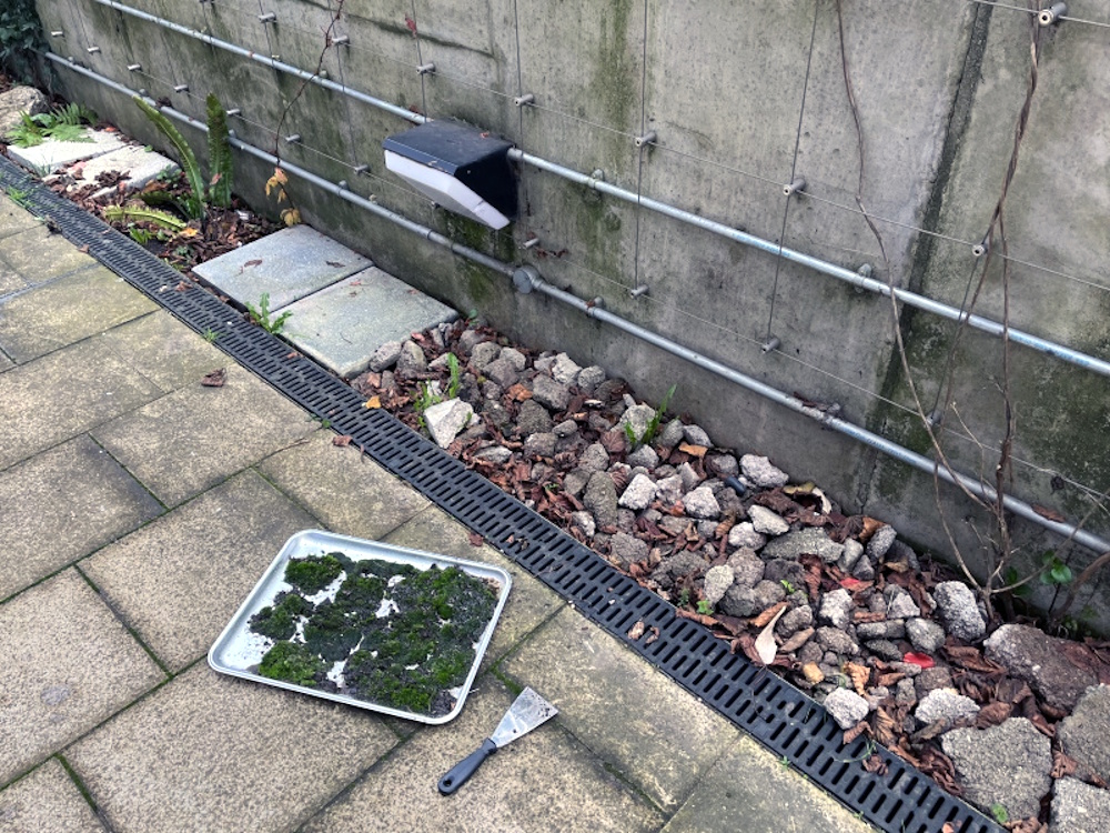 Moss gathering tools: a spatula and a tea tray with moss 