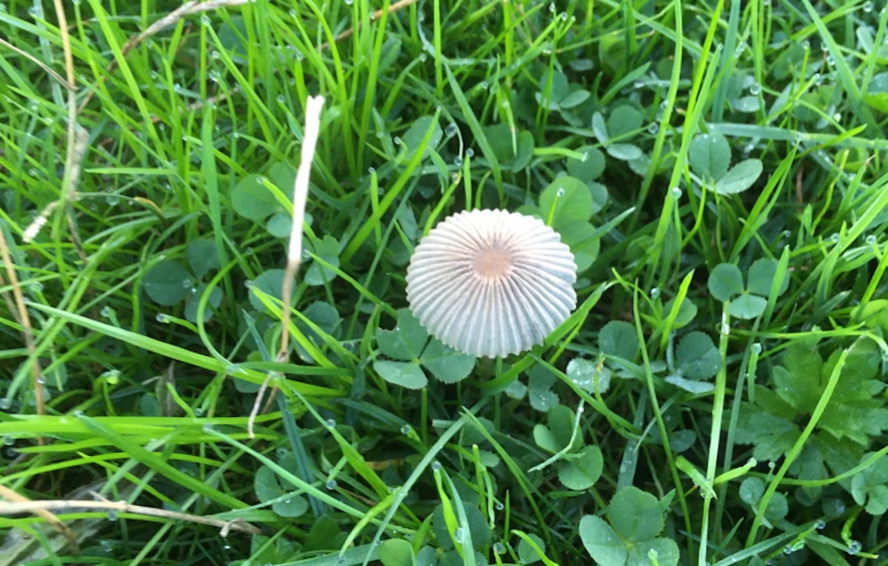 A mushroom growing in the grass