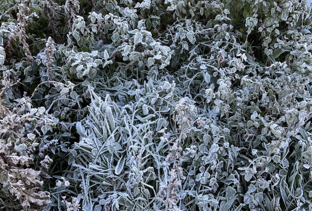 Frosted foliage 