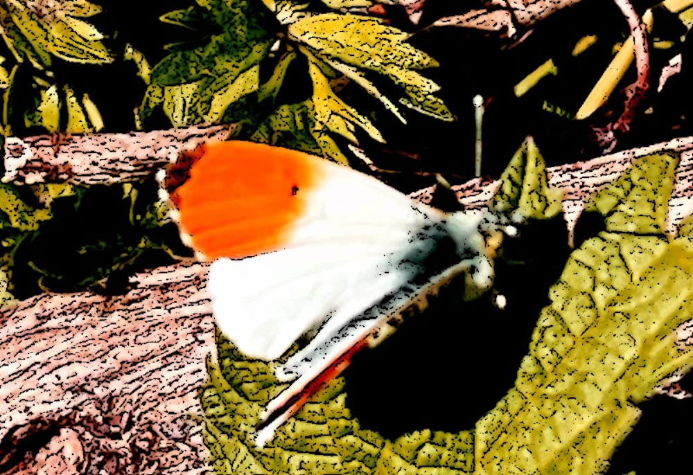 orange tip butterfly