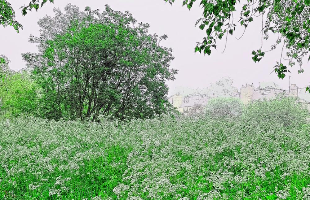 Cow parsley growing by the canal