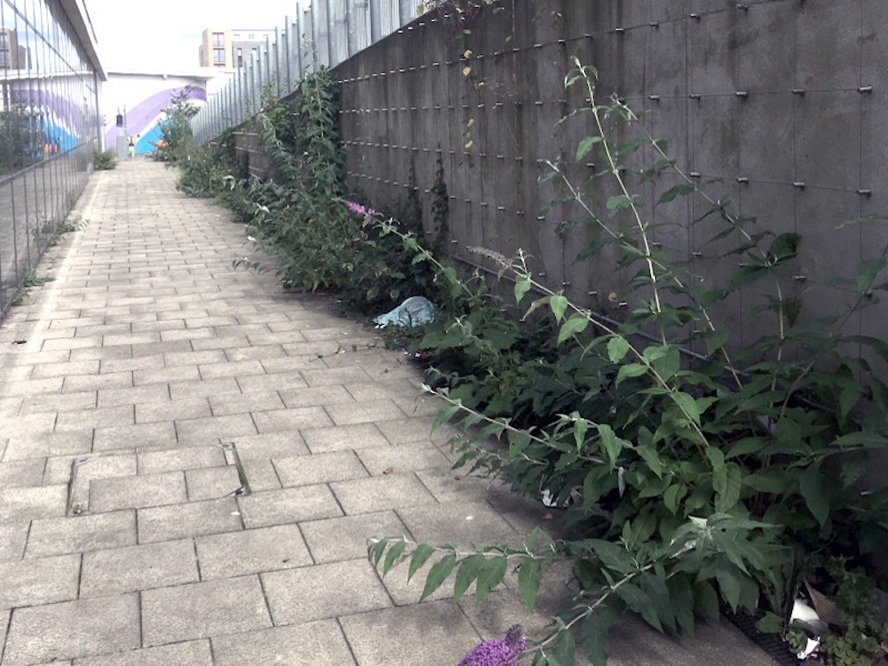 The solar overgrown with Buddlia and Willow herb