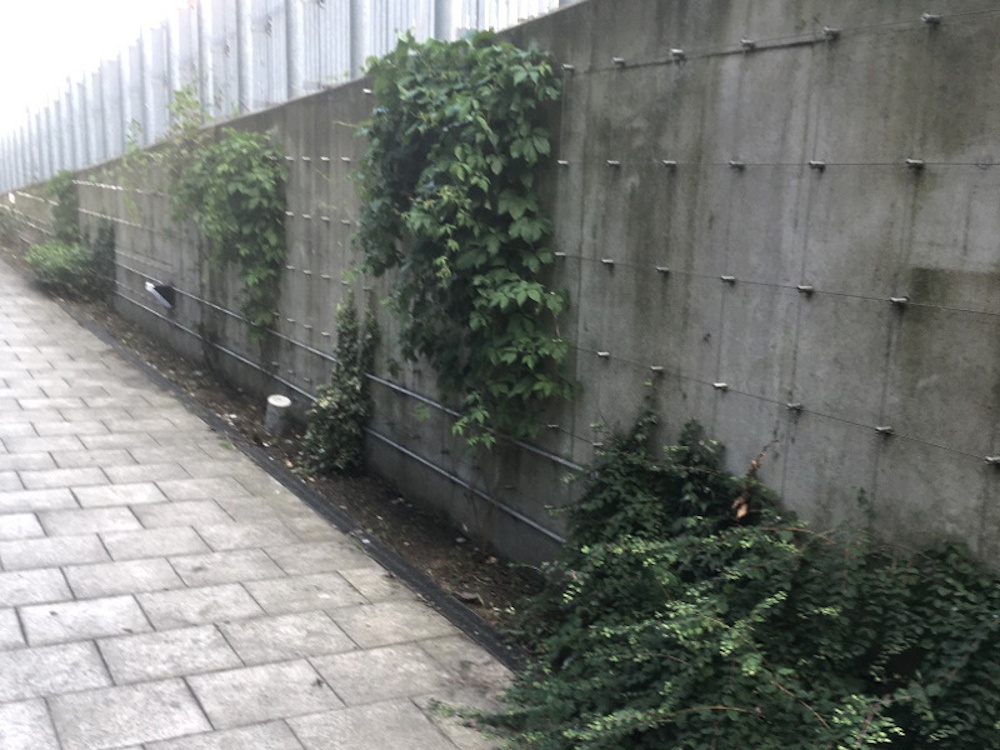 Vines growing on the east wall of the solar