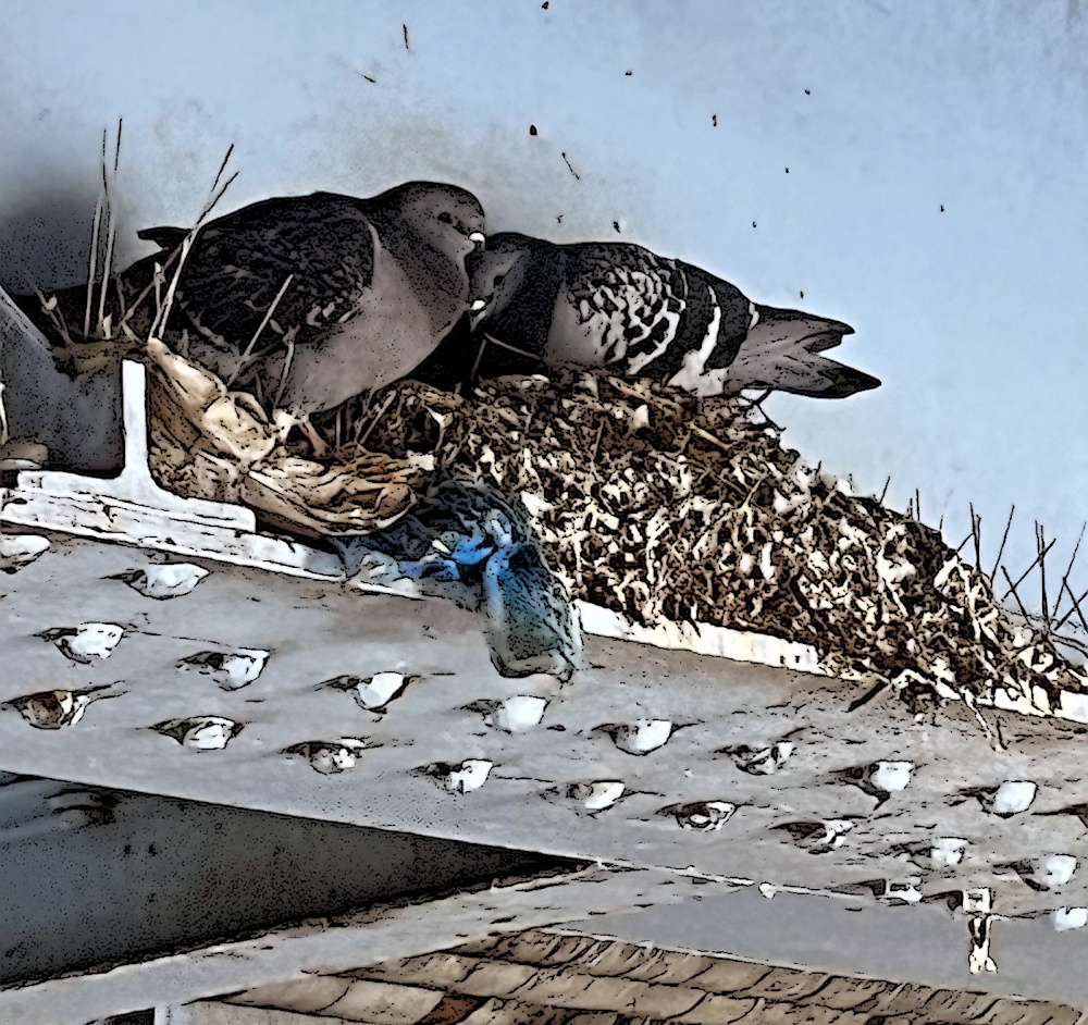 Pigeons nesting on the underside of a bridge 