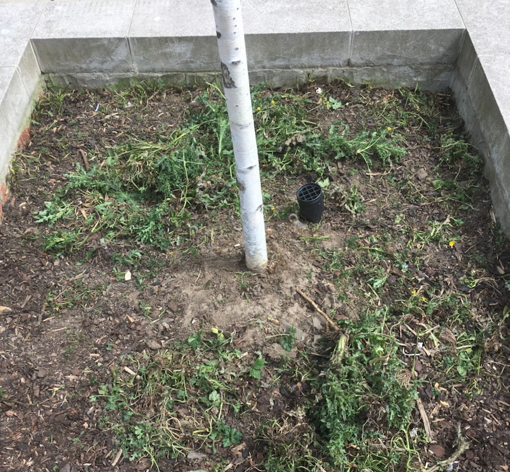 A planter covered with weeds and the base of a Birch tree
