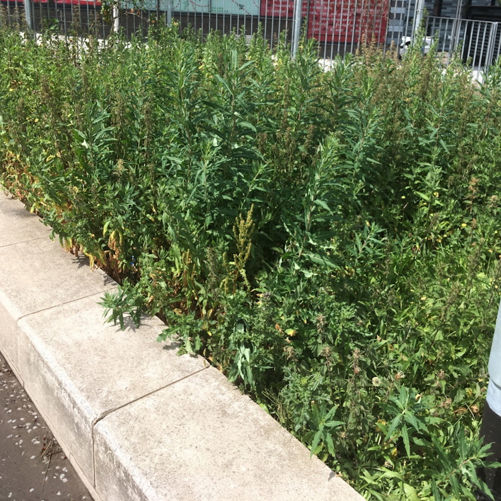 a planter growing with nettles