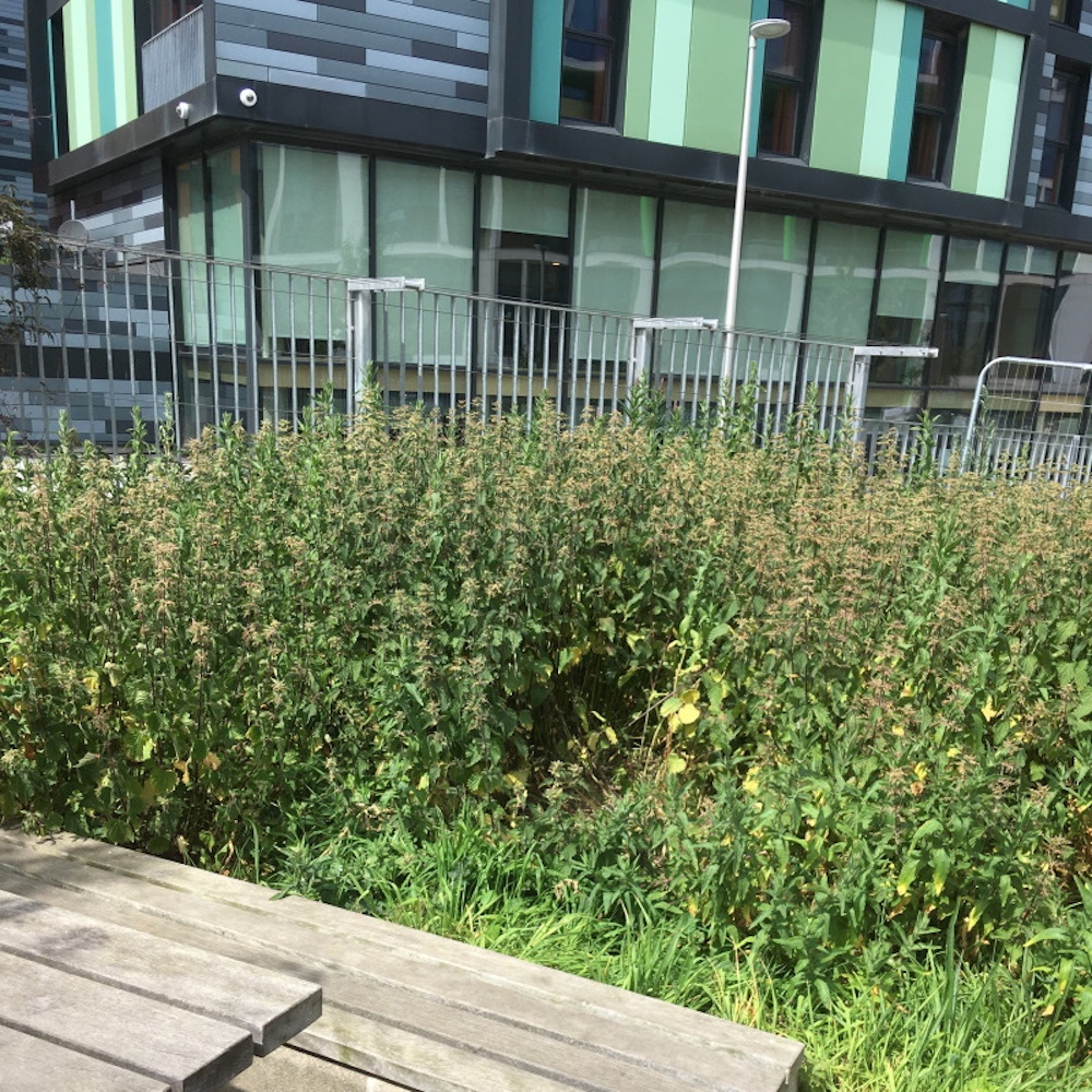 a planter growing with nettles