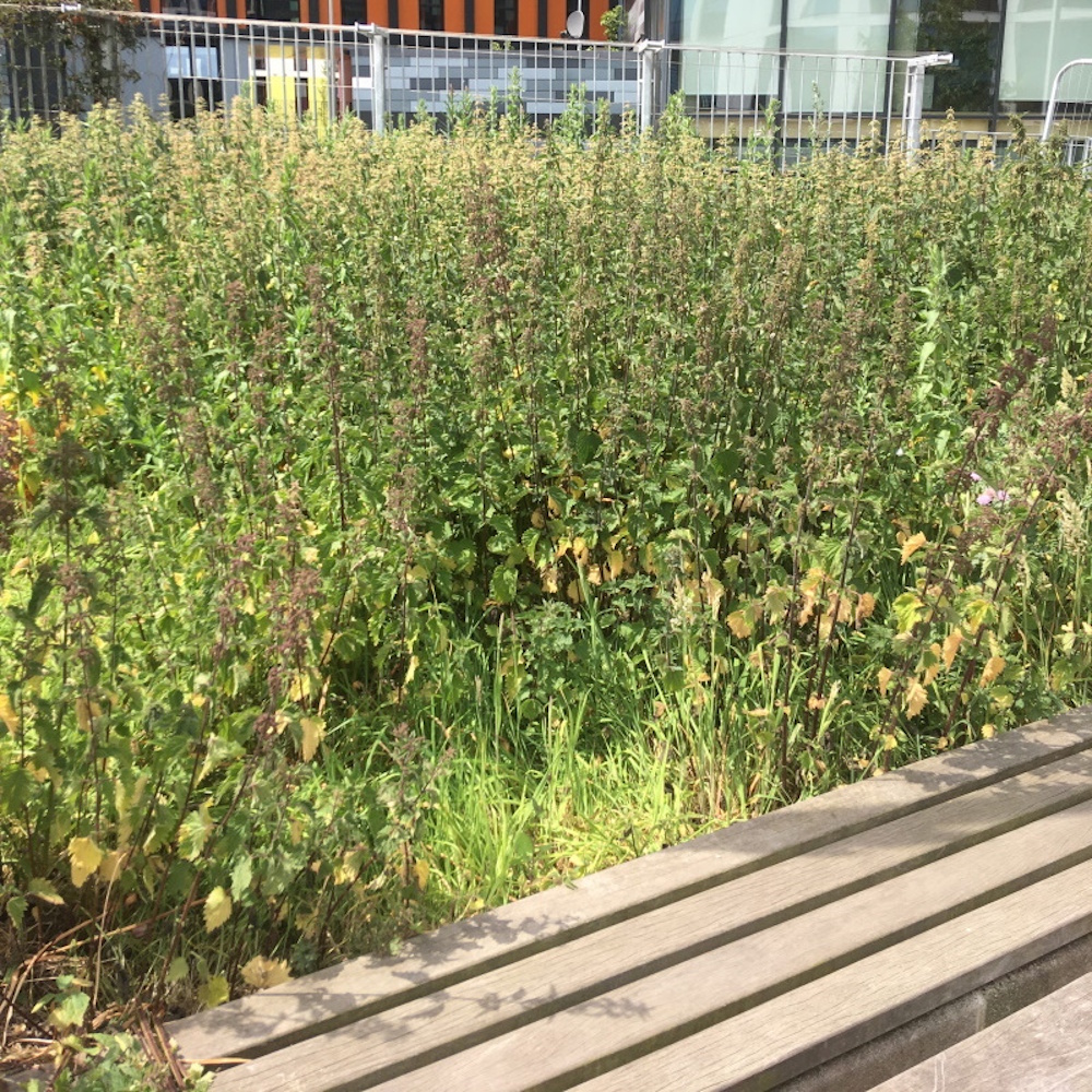 a planter growing with nettles