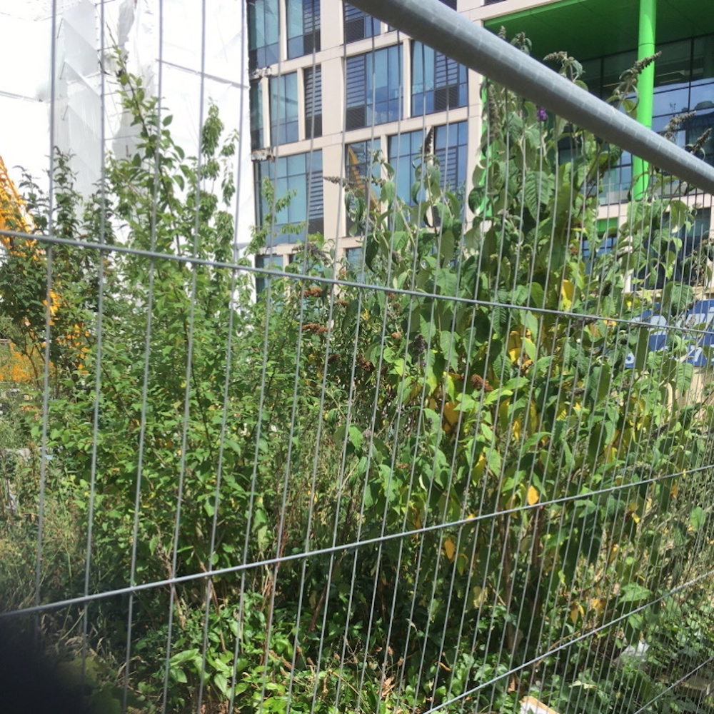 a planter overgrown with weeds seen through some herris fencing