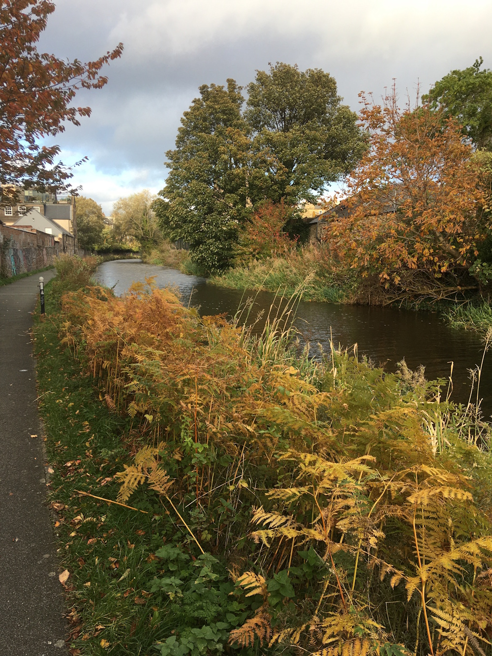 Ferns and trees growing on a towpath 