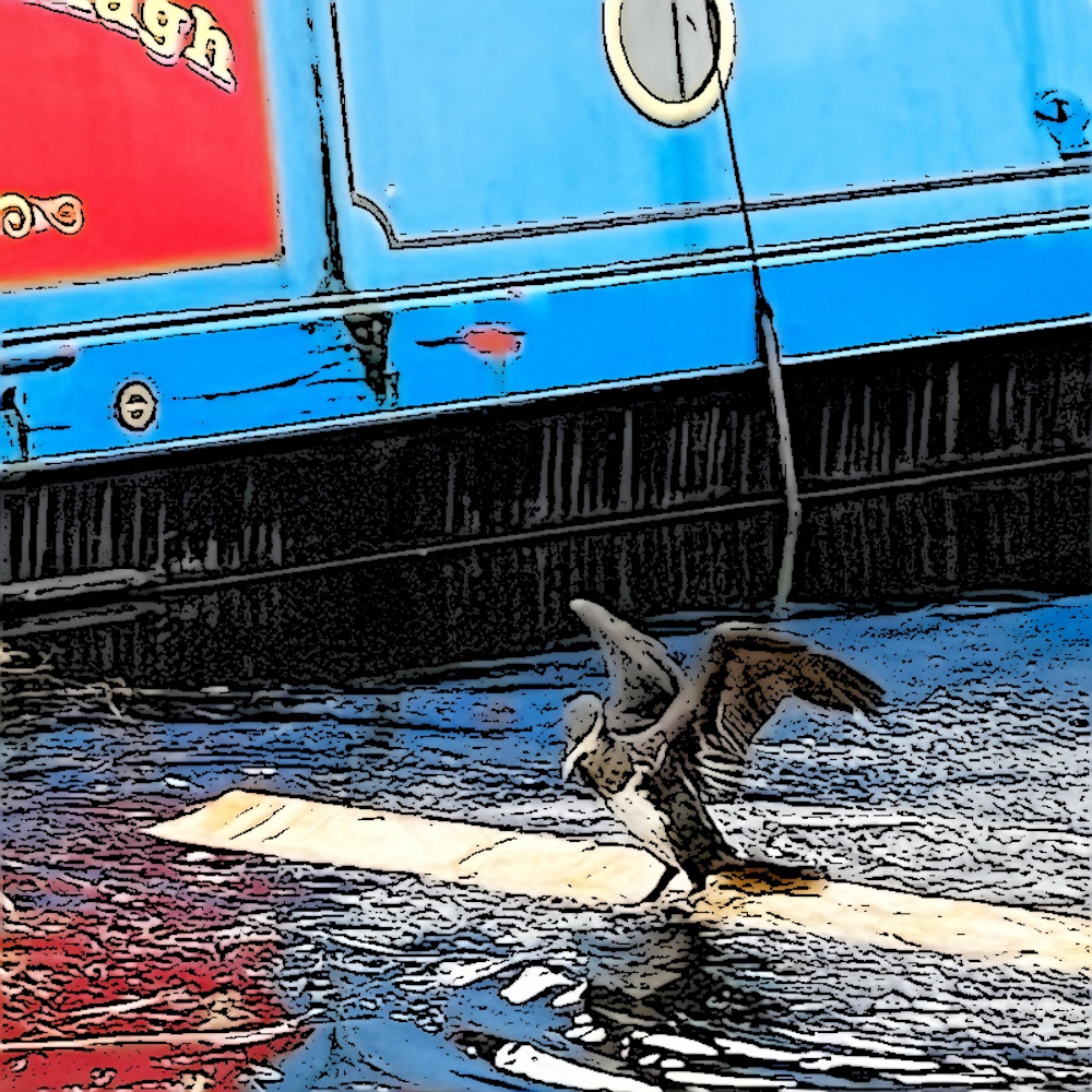 A shag on a plank in front of a barge
