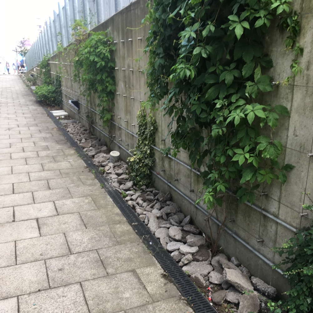 The moss garden down the east side of boroughmuir high school