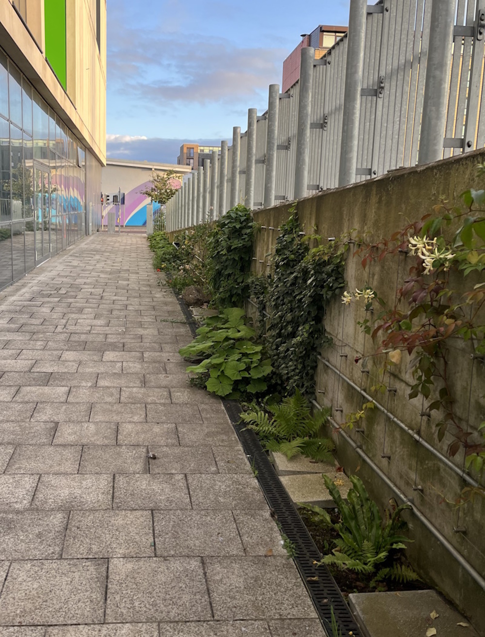 The passage down the east side of Boroughmuir high school. With vines and ferns.