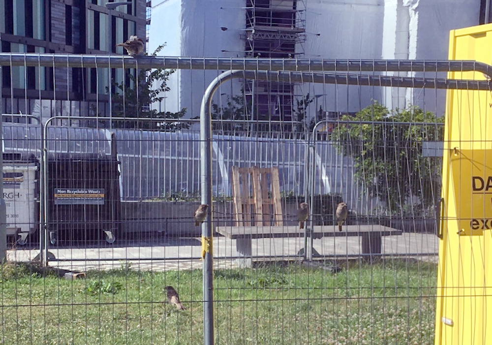 Sparrows perching on a herris fence.
