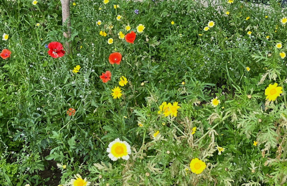 wildflowers in a planter