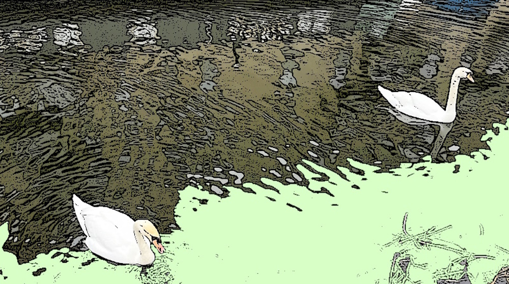 Two swans swimming in the canal