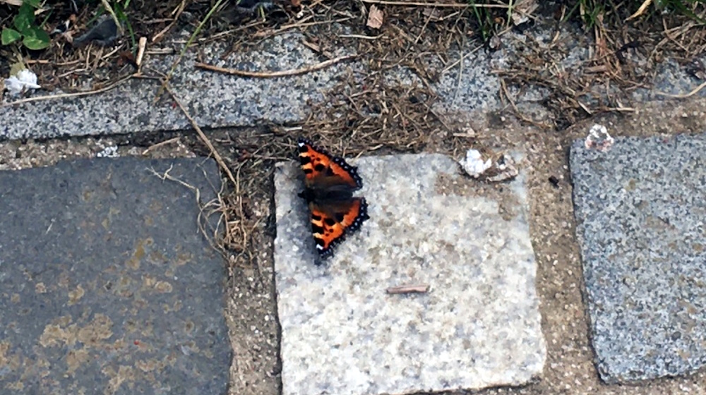 A small Tortoiseshell butterfly on some stone paving