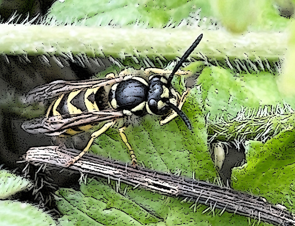 Wasp in foliage