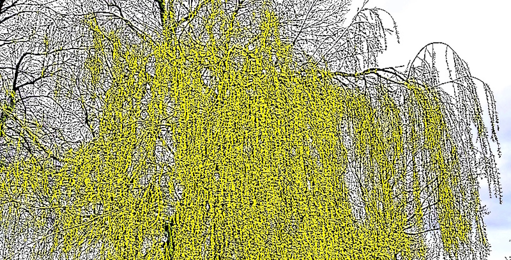Willow in full yellow bloom