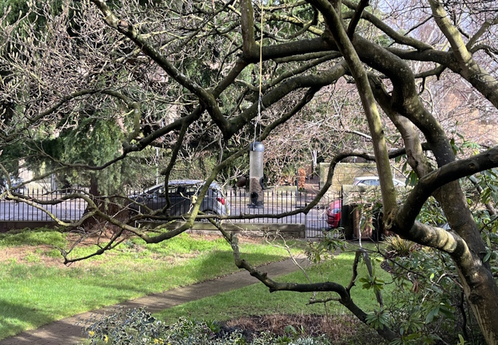 garden with bird feeder 